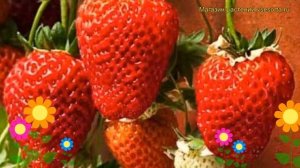 Земляника садовая Московский деликатес. Краткий обзор fragaria ananassa Moskovskii delikates