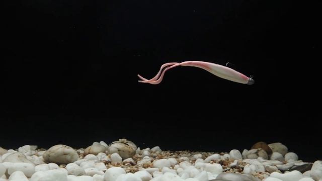 Berkley Gulp! 7" Crazy Legs | Watch It Swim смотреть онлайн