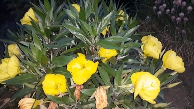 Энотера.Ночная красавица. смотреть онлайн