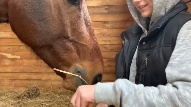 Vlog. Конная неделя. Каникулы на конюшне:)