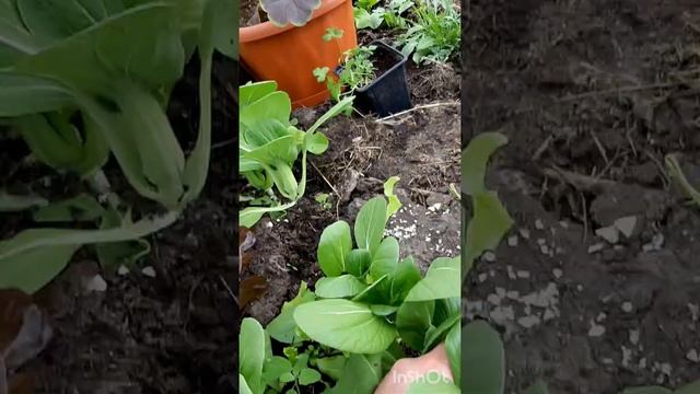 Первый урожай капусты Бок-Чой (пак-чой) смотреть онлайн