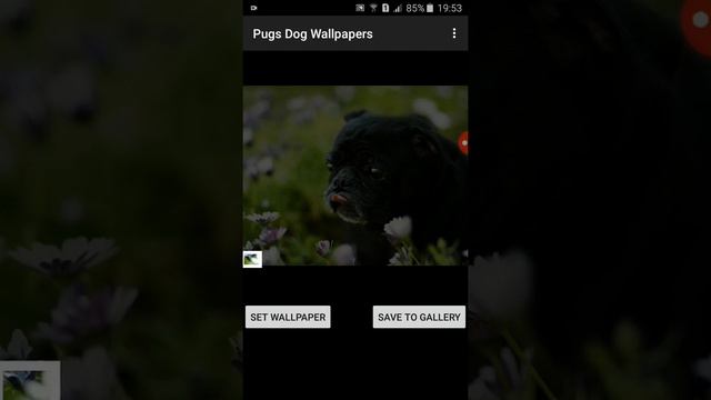 как установить обои с мопсиком🐶 смотреть онлайн