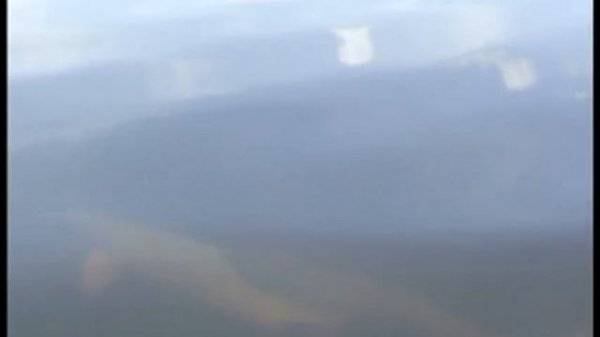 Amazon river dolphins (pink dolphins) | Whale and Dolphin Conservation