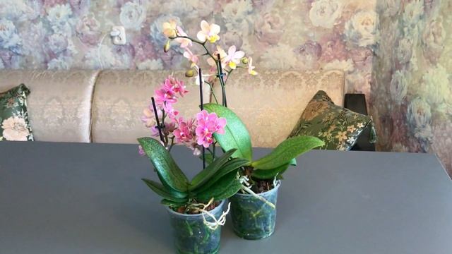 ОЙ, Я НЕ МОГУ! Даже НЕ Гонялся за ними. САМИ пришли. Орхидеи Парфюмерные Фабрики. смотреть онлайн