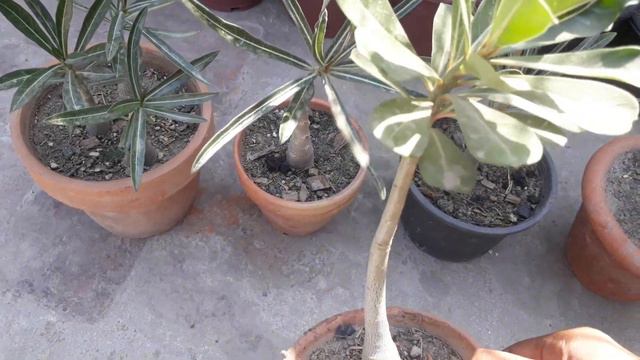 Adenium NovaTanzania || All About  Adenium NovaTanzania