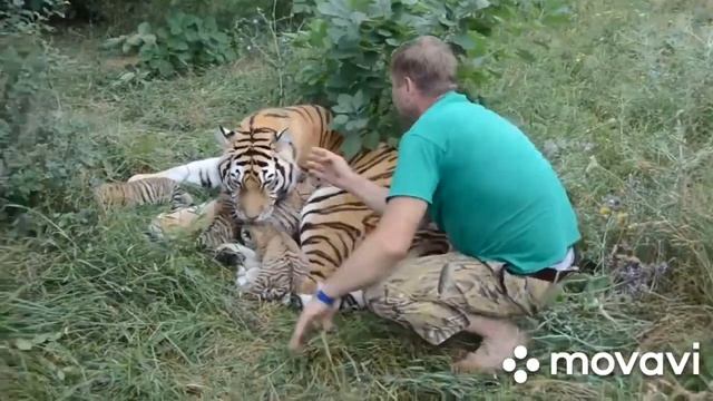 Хищные кошки Тайгана смотреть онлайн
