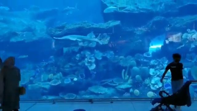 Exploring DUBAI MALL AQUARIUM & Under water ZOO смотреть онлайн