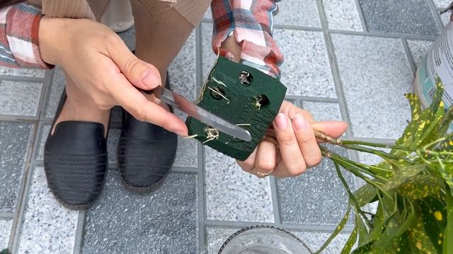 Excellent ideas for aquatic plants to bring splendor to your home смотреть онлайн