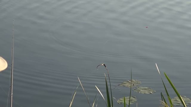 СНАСТЬ #1 на ЛЮБУЮ РЫБУ... Рыбалка на ПОПЛА - ПОППЕР с ультралайтом! Ловля голавля и краснопёрки смотреть онлайн