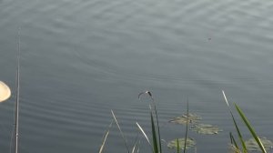 СНАСТЬ #1 на ЛЮБУЮ РЫБУ... Рыбалка на ПОПЛА - ПОППЕР с ультралайтом! Ловля голавля и краснопёрки