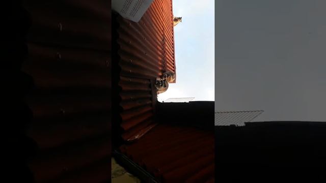 20150915 еноты в краснодарском крае... смотреть онлайн