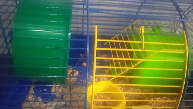 подпишись даже если у тебя лаааапкии♥️🥺🐿️ смотреть онлайн