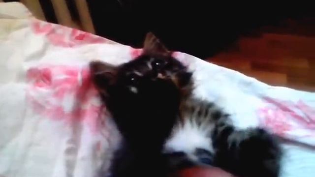 Кот мейн кун! смотреть онлайн