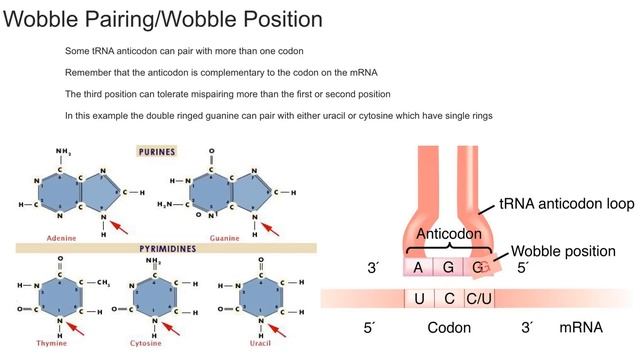 Wobble Pairing смотреть онлайн