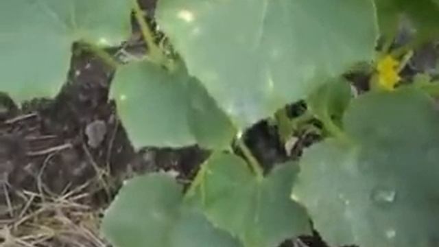 Ожоги на листьях огурца. смотреть онлайн