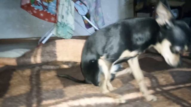 Вытирает попу? Палкан! смотреть онлайн