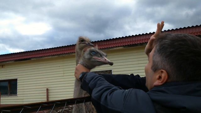 Африканский страус/ Кто кого?? смотреть онлайн