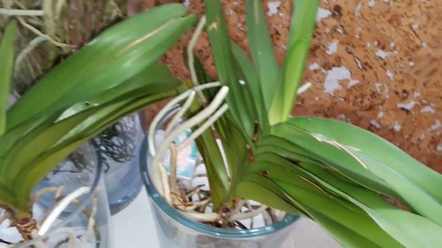 Мои ванды, Rhynchorides Bangkok Sunset, V Pakchong Blue уход смотреть онлайн