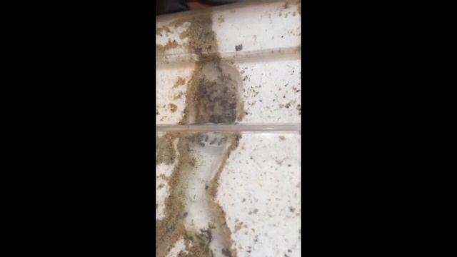 Нигеры сосут сахар смотреть онлайн