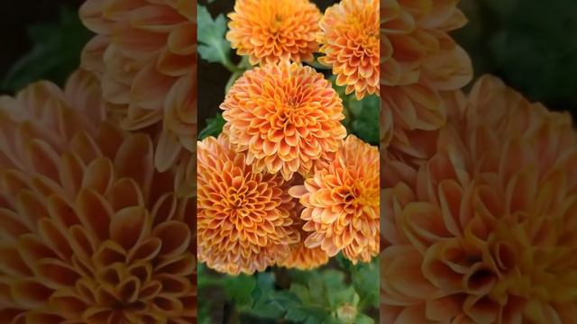 Крупноголовая хризантема,принимаю заказы на весенние отправки черенками.+7953-109-11-26