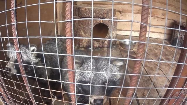 Поехали к соседям по деревне, у них олени, павлины, гуси, утки, индюки, косуля и енотовидные собаки смотреть онлайн