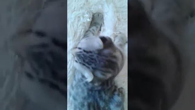 Котик скучает.... смотреть онлайн