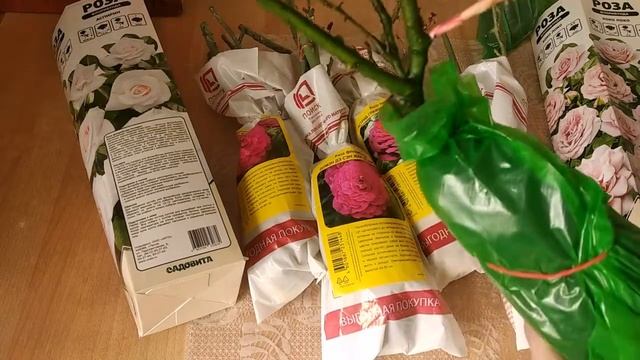 ОТЛИЧНЫЕ САЖЕНЦЫ РОЗ ОТ ПОИСКА смотреть онлайн
