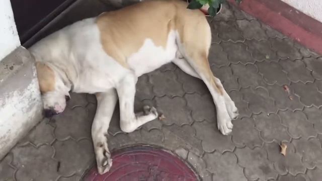 Собачка сладко спит смотреть онлайн