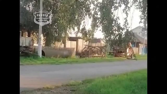По селу Ачинского района бегает медведь - позже его застрелили смотреть онлайн