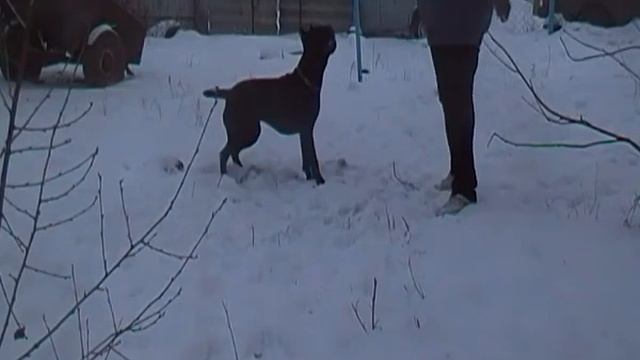 Энджи из Созвездия Адомаса 1 год смотреть онлайн