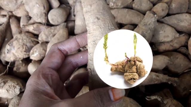 Dahlia  கிழங்கு   கிடைக்கும் Special Offers