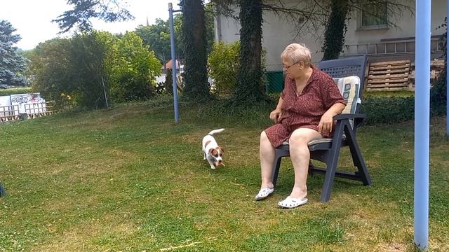 Беженцы в Германии и Джек рассел. Убойная собака. Советую смотреть онлайн