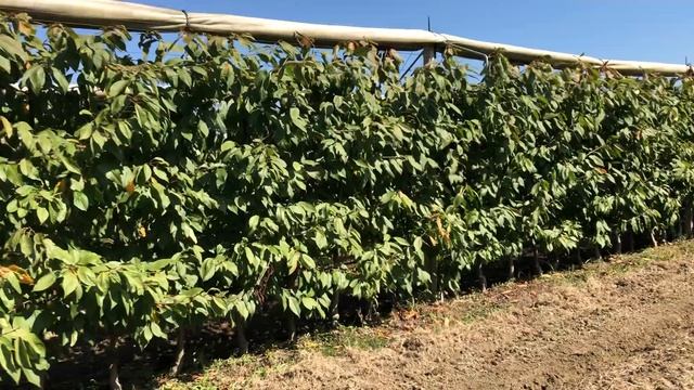 ЧЕРЕШНЯ, ЗАЩИТА, ПОДВОИ, гизелла 5, крымск 5,(ВСЛ) СХЕМА ПОСАДКИ