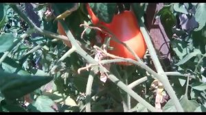 Томаты 2017! Супер крупная Сливка!!!