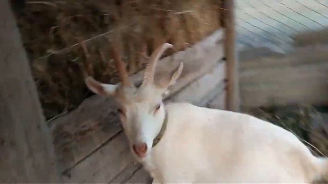 Вымя первокотки перед родами. Ч.1 смотреть онлайн