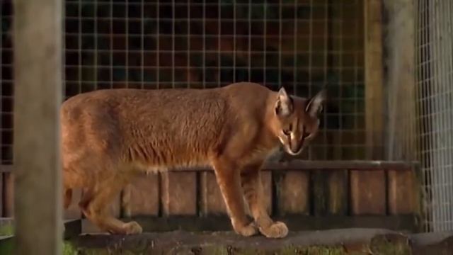 Каракал ЛОВИТ ПТИЦ НА ЛЕТУ, кот ЗА 500 000 рублей для дома, интересные факты о каракале. смотреть онлайн