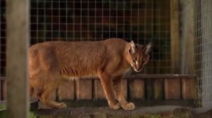 Каракал ЛОВИТ ПТИЦ НА ЛЕТУ, кот ЗА 500 000 рублей для дома, интересные факты о каракале.