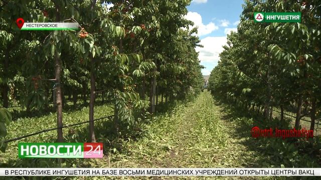 В "Сад - гигант Ингушетия" собирают урожай черешни. смотреть онлайн