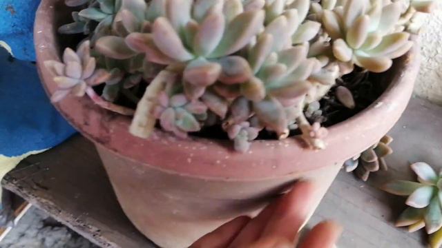 Decapitacion de Suculentas Cuando y Porque lo hacemos 🌸 смотреть онлайн