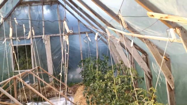 Простой и выгодный способ подвязки большого количества томатов смотреть онлайн