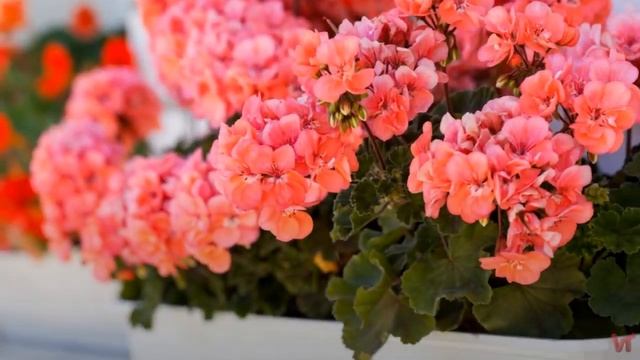 Герань тюльпановидная смотреть онлайн