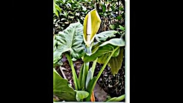 Pfeilblatt, Alokasie, Tropenwurz смотреть онлайн