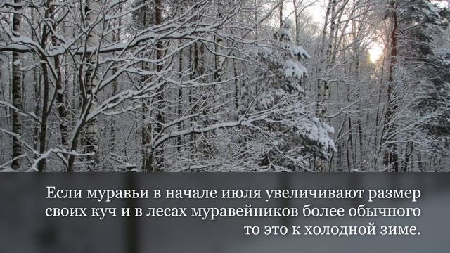 Народные приметы предвещающие студёную зиму 2019 года смотреть онлайн