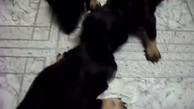 Няяшки смотреть онлайн