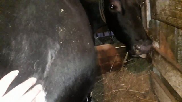 Немного_о_коровах!_Как_изменяются_наши_стельные_коровы_и_тёлки!_Явные_шевеления_!Жизнь_в_посёлке. смотреть онлайн