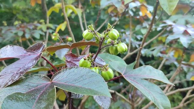 Croton tiglium - जमाल गोटा - Jamal Gota - Purging croton смотреть онлайн