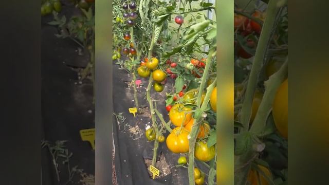 Сорта томатов. Семья. Кафе Дзержинск. смотреть онлайн