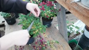 "Skyfall" - хризантема тоже бывает ампельной? Скромный ампель или отличная каскадная форма хризы?