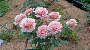 Роза Мокароза (Мokarosa) - восторг в цветах