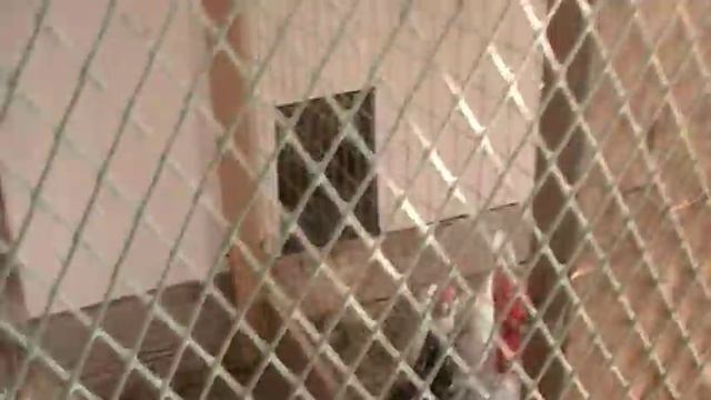 Араукана и гамбургская серебристо-пятнистая стандарт смотреть онлайн